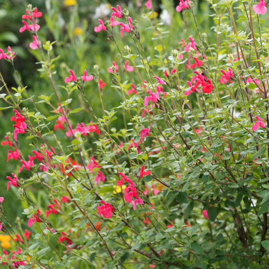 Sauge arbustive Grahamii - Salvia microphylla (grahamii) - Plantes d'extérieur
