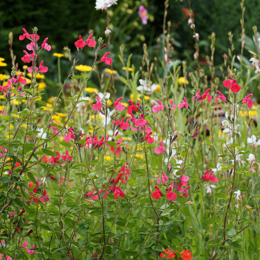 Sauge arbustive Pink Beauty - Bakker