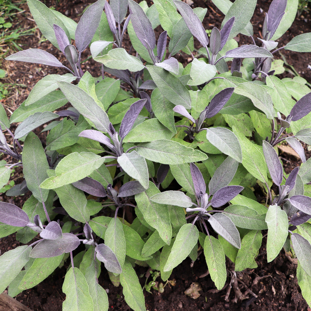 Salvia officinalis purpurascens - Sauge officinale Purpurascens - Sauges