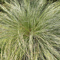 Laîche échevelée 'Frosted Curls' - Carex comans frosted curls - Bakker