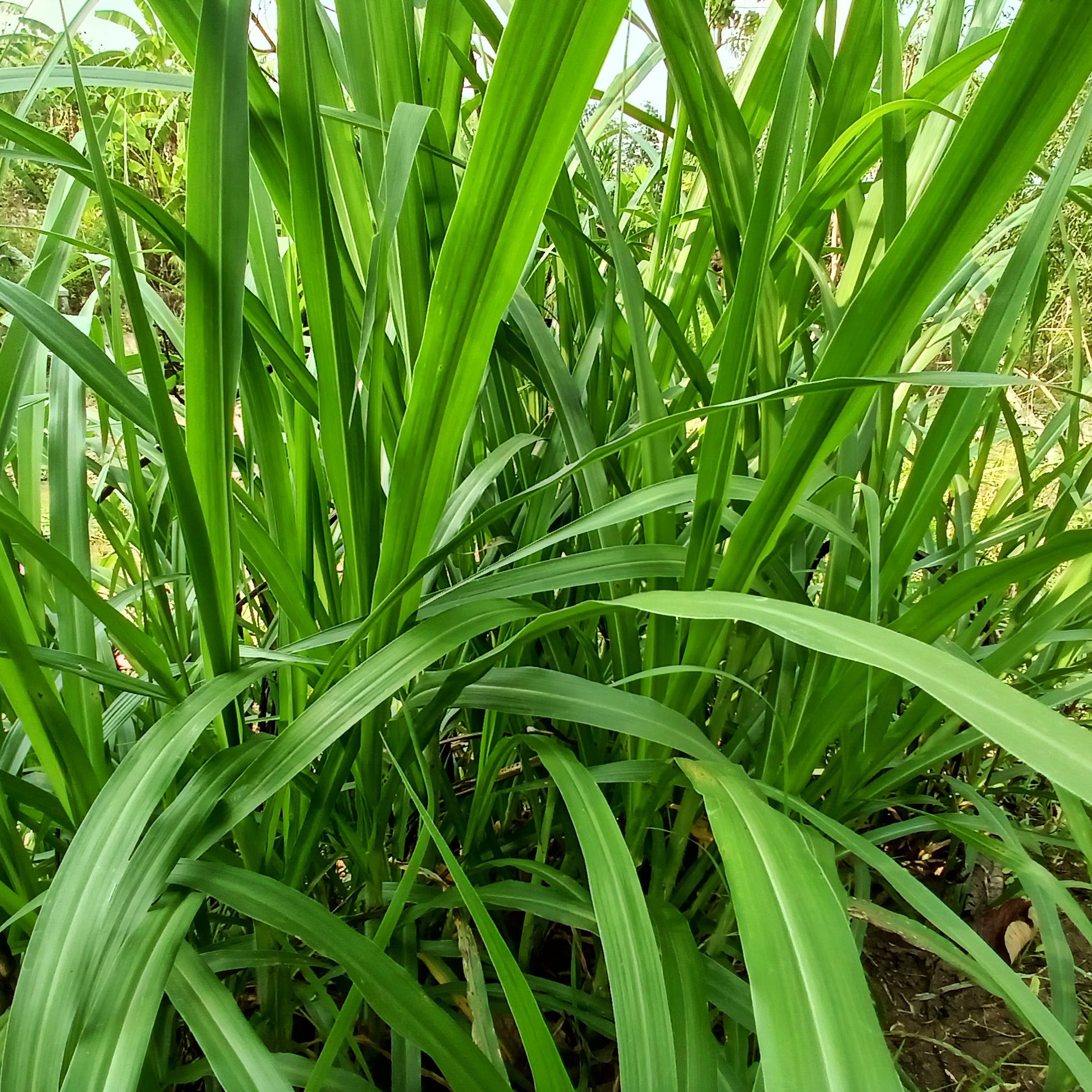 Laîche - Carex - 3 Laîches pendantes - Carex - Carex pendula