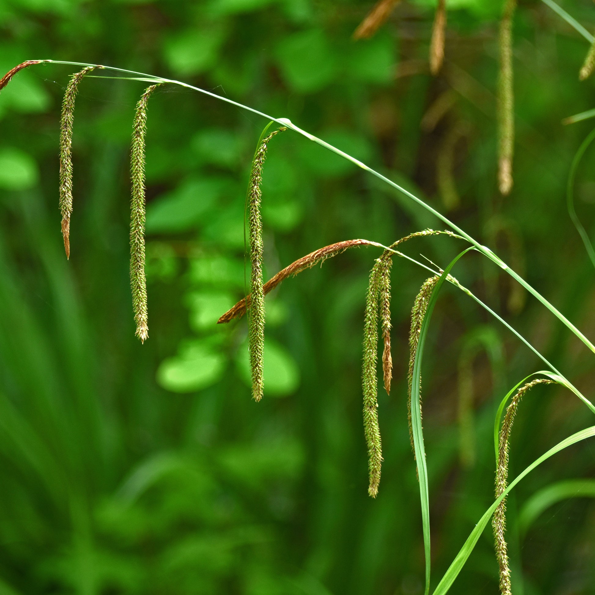 Carex pendula - 3 Laîches pendantes - Carex - Laîche - Carex