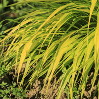 Herbe du Japon All Gold - Hakonechloa macra all gold - Bakker