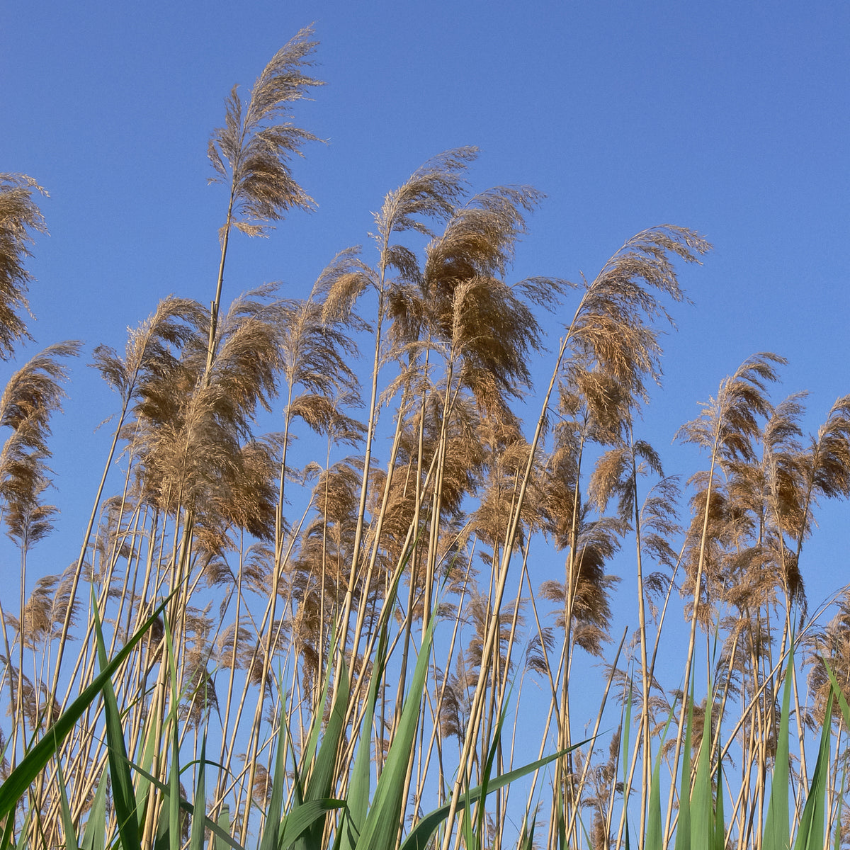 Roseau commun - Phragmites australis - Bakker