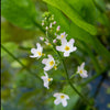 Plantain d'eau - Bakker