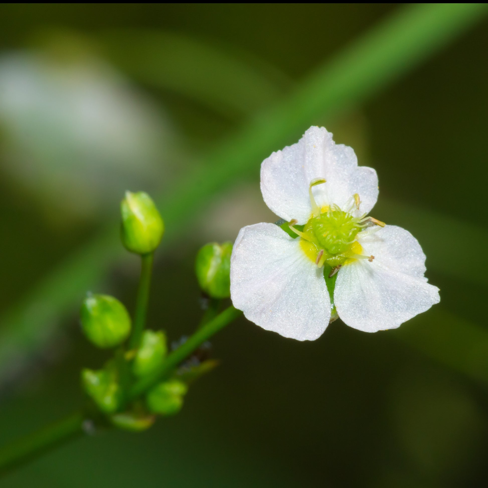 Racines nues - Plantain d'eau - Alisma plantago-aquatica