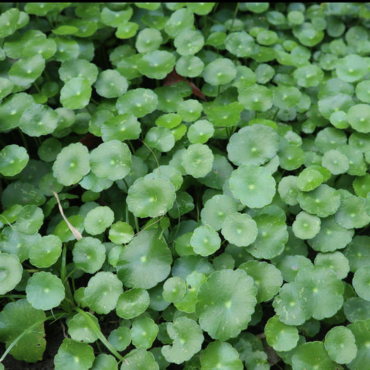 Ecuelle d'eau Herbe aux patagons - Bakker