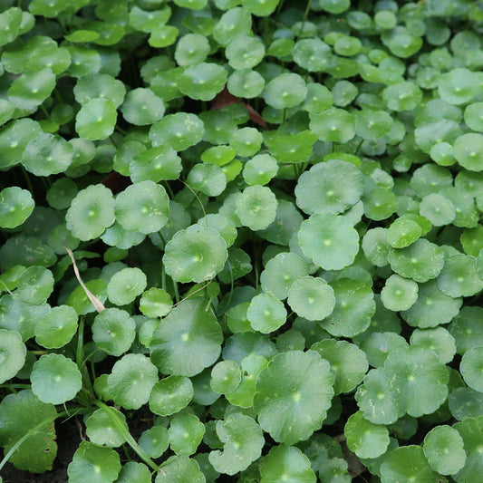 Ecuelle d'eau Herbe aux patagons - Bakker