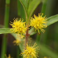 Lysimaque - Lysimaque à fleurs en thyrse - Lysimachia thyrsiflora