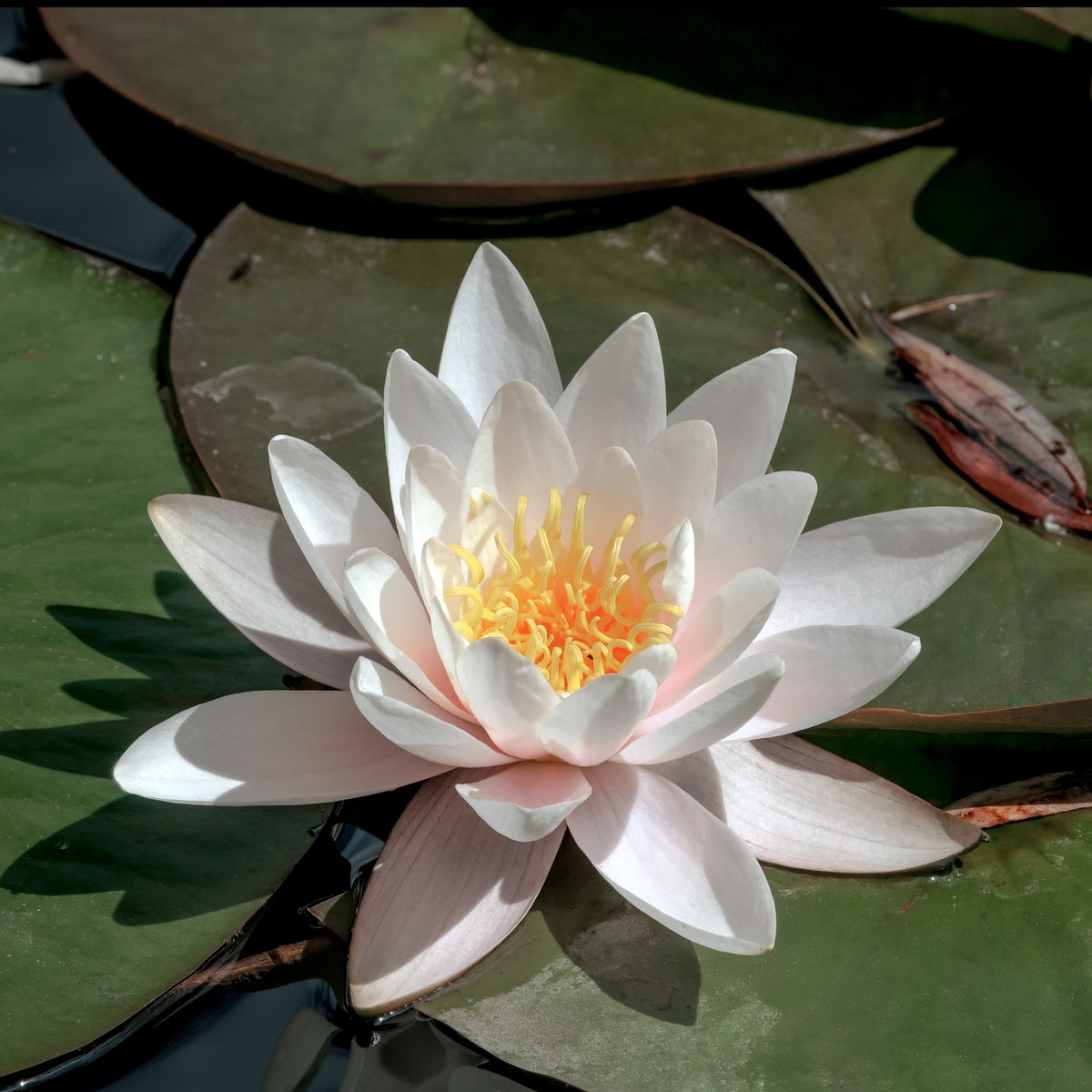 Nénuphar blanc - Nymphaea alba - Bakker