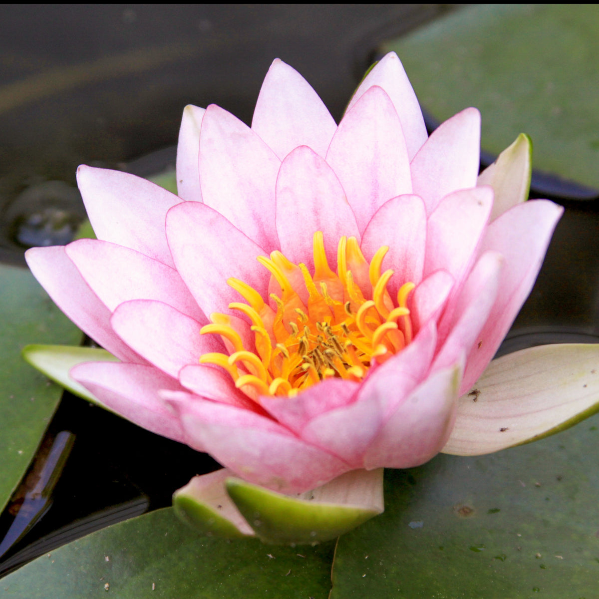 Nénuphar Fabiola - Bakker