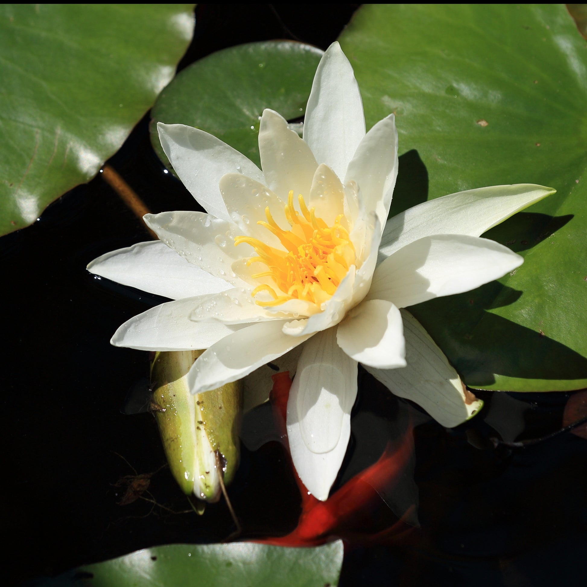 Nymphaea gladstoniana - Nénuphar Gladstoniana - Nénuphars
