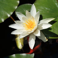 Nymphaea gladstoniana - Nénuphar Gladstoniana - Nénuphars