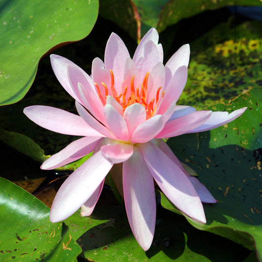 Nénuphar Laydekeri Purpurata - Bakker