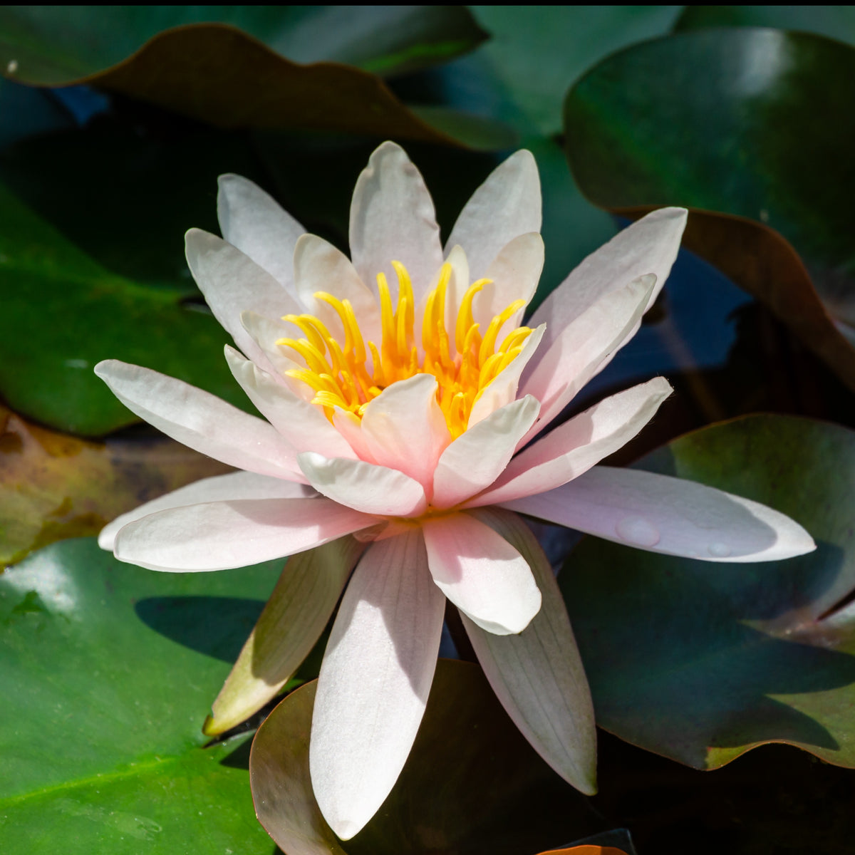 Nénuphar Marliacea Rosea - Bakker