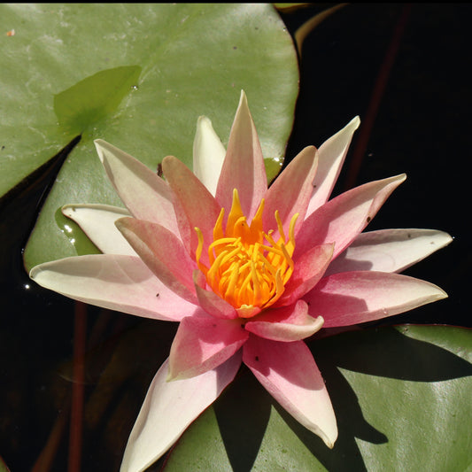 Nénuphar Sioux - Bakker