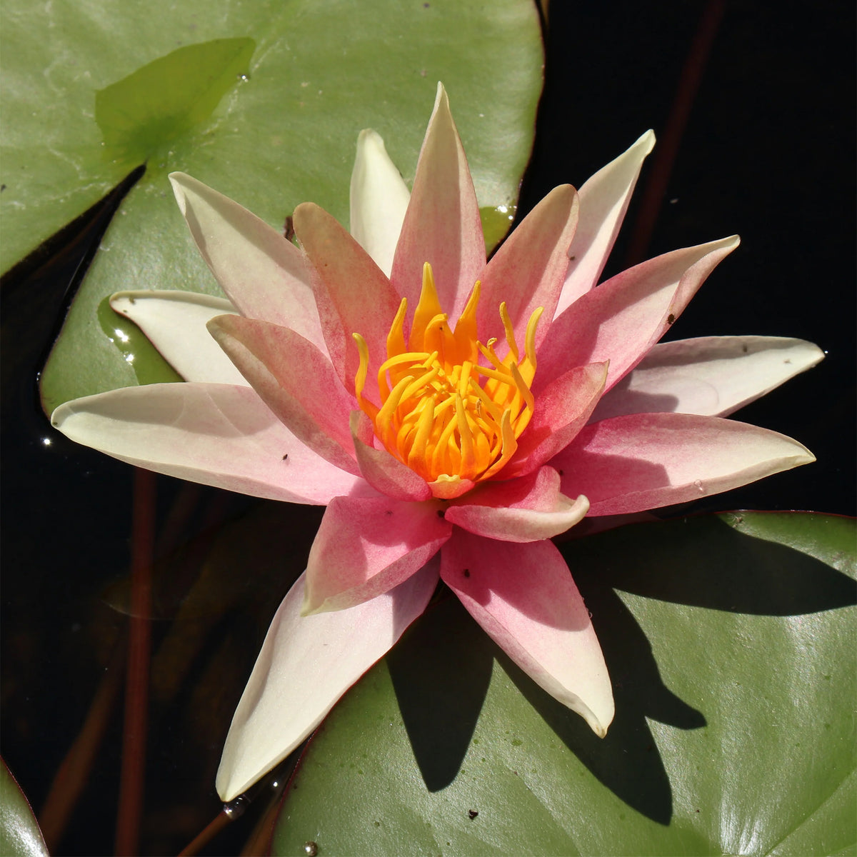 Nénuphar Sioux - Bakker