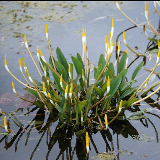 Plante bougie - Orontium aquaticum - Toutes les plantes de bassin