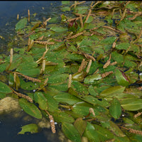 Potamot nageant - Potamogeton natans - Toutes les plantes de bassin