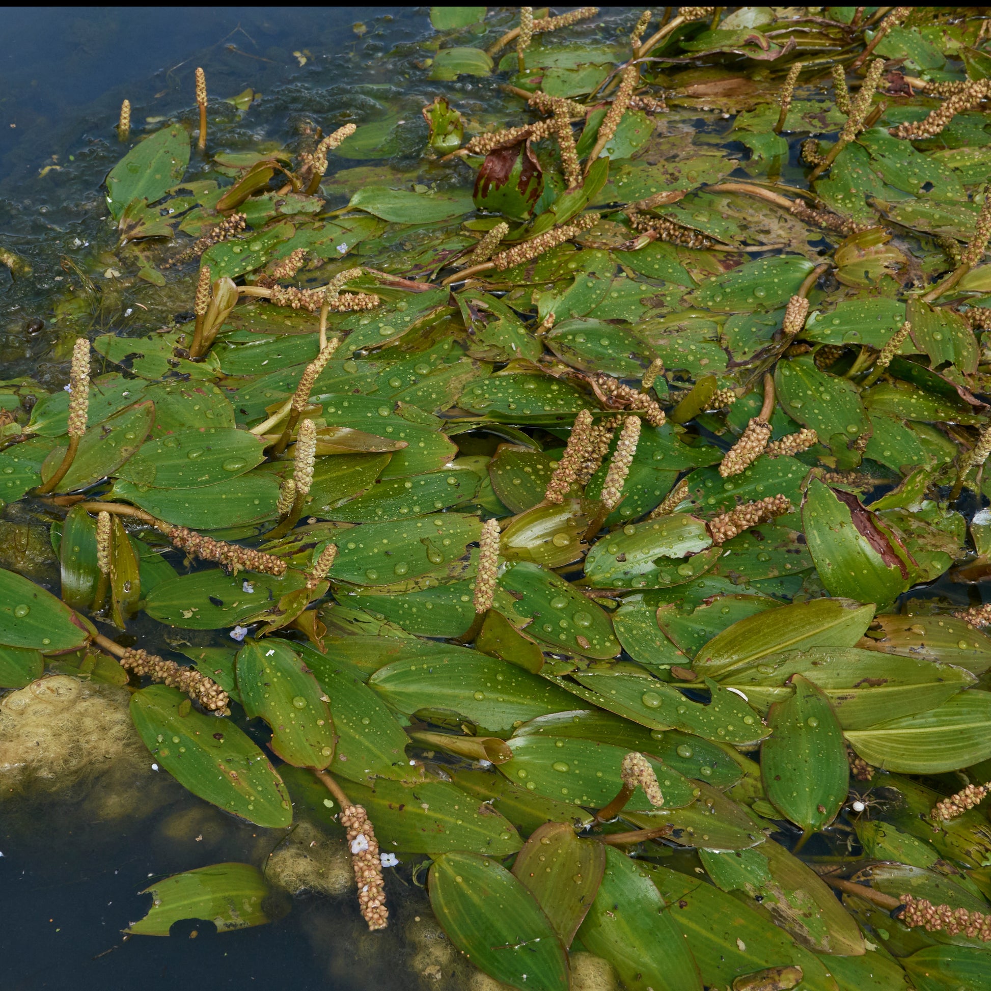 Potamot nageant - Potamogeton natans - Toutes les plantes de bassin