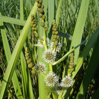 Rubanier d'eau - Sparganium erectum - Bakker