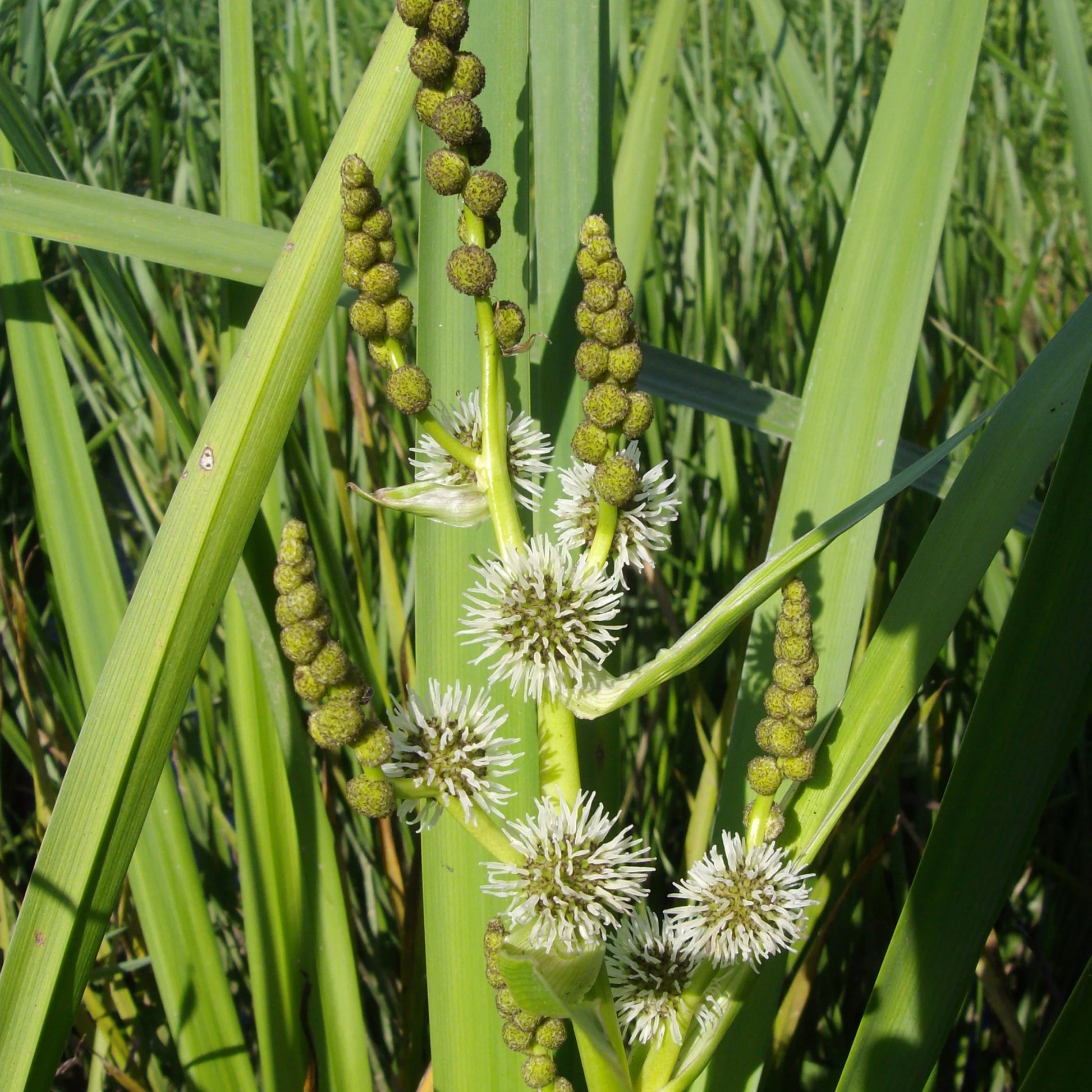 Rubanier d'eau - Sparganium erectum - Bakker