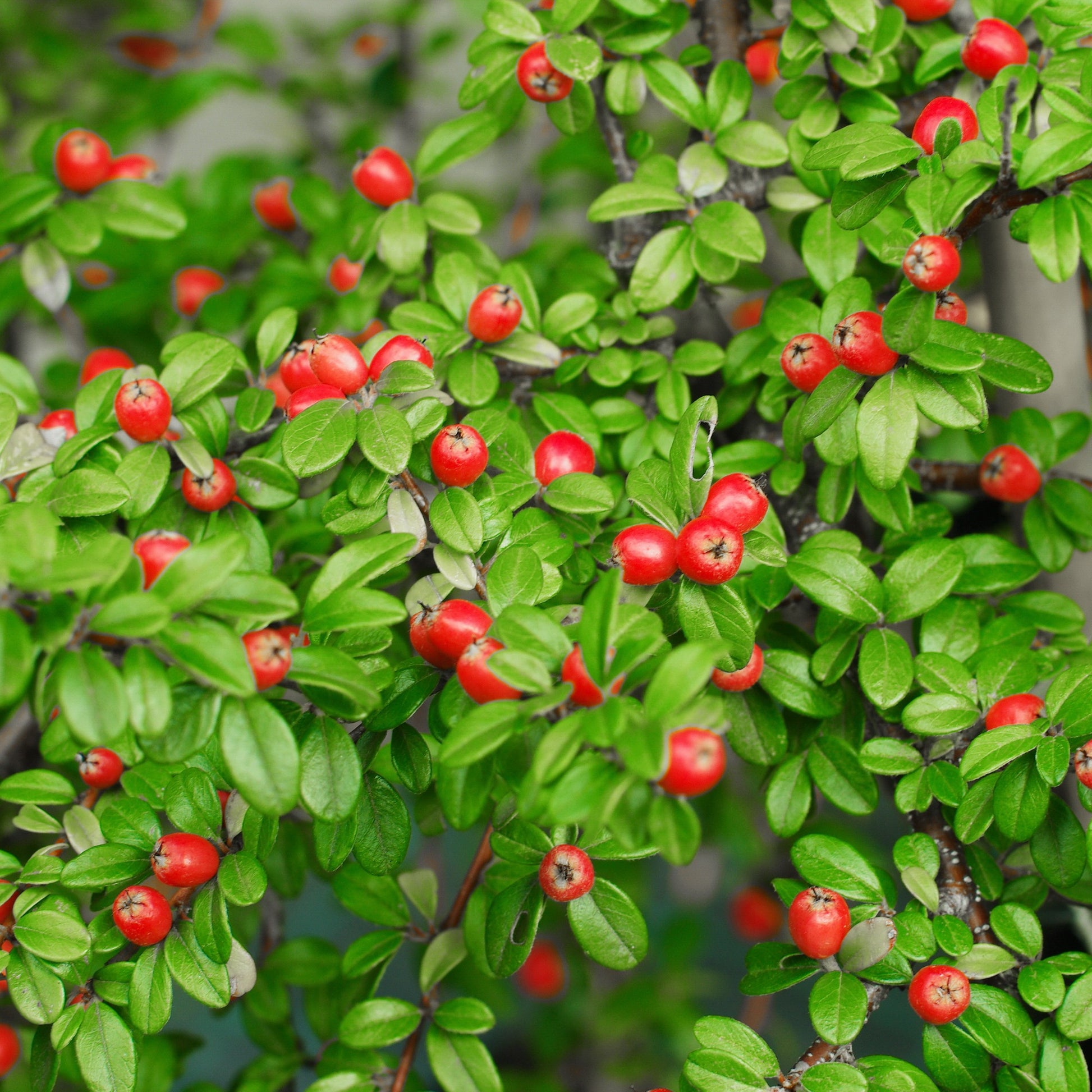 Vente Cotonéaster 'Coral Beauty'