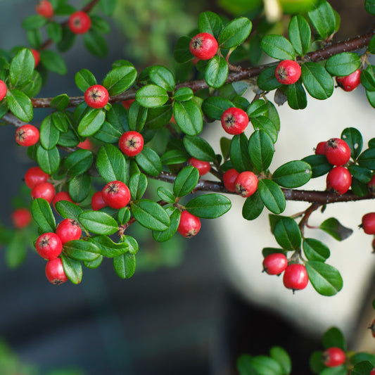 Cotonéaster 'Coral Beauty'