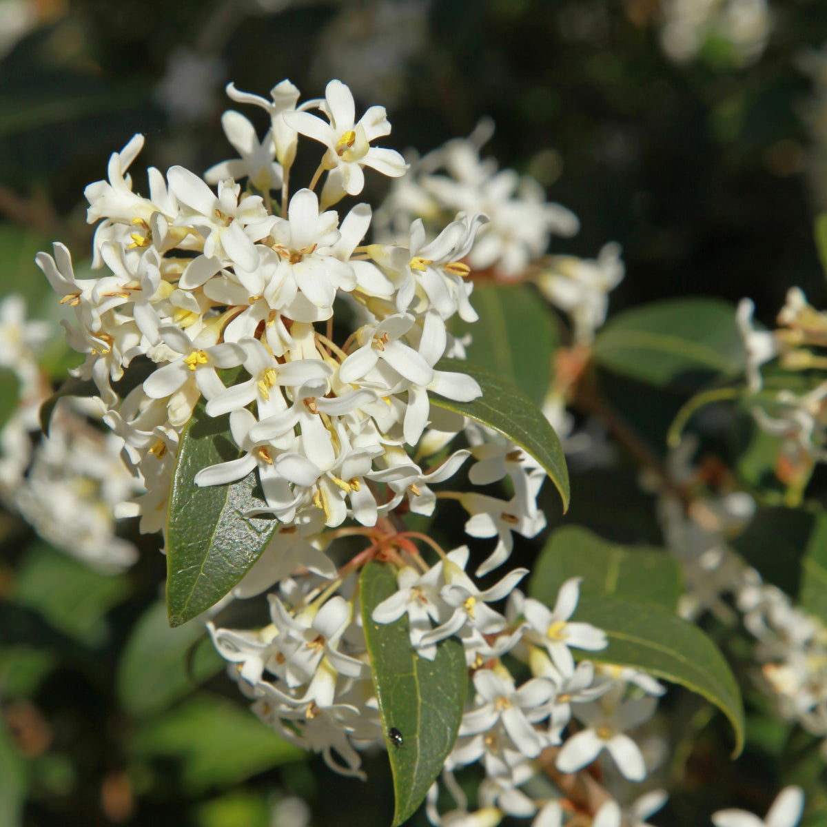 Osmanthe de Burkwood - Osmanthus burkwoodii - Bakker
