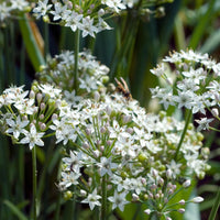 Allium tuberosum - Ciboule de Chine - Herbes Aromatiques