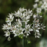 Herbes Aromatiques - Ciboule de Chine - Allium tuberosum
