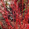 Cornouiller à bois rouge Sibirica - Bakker