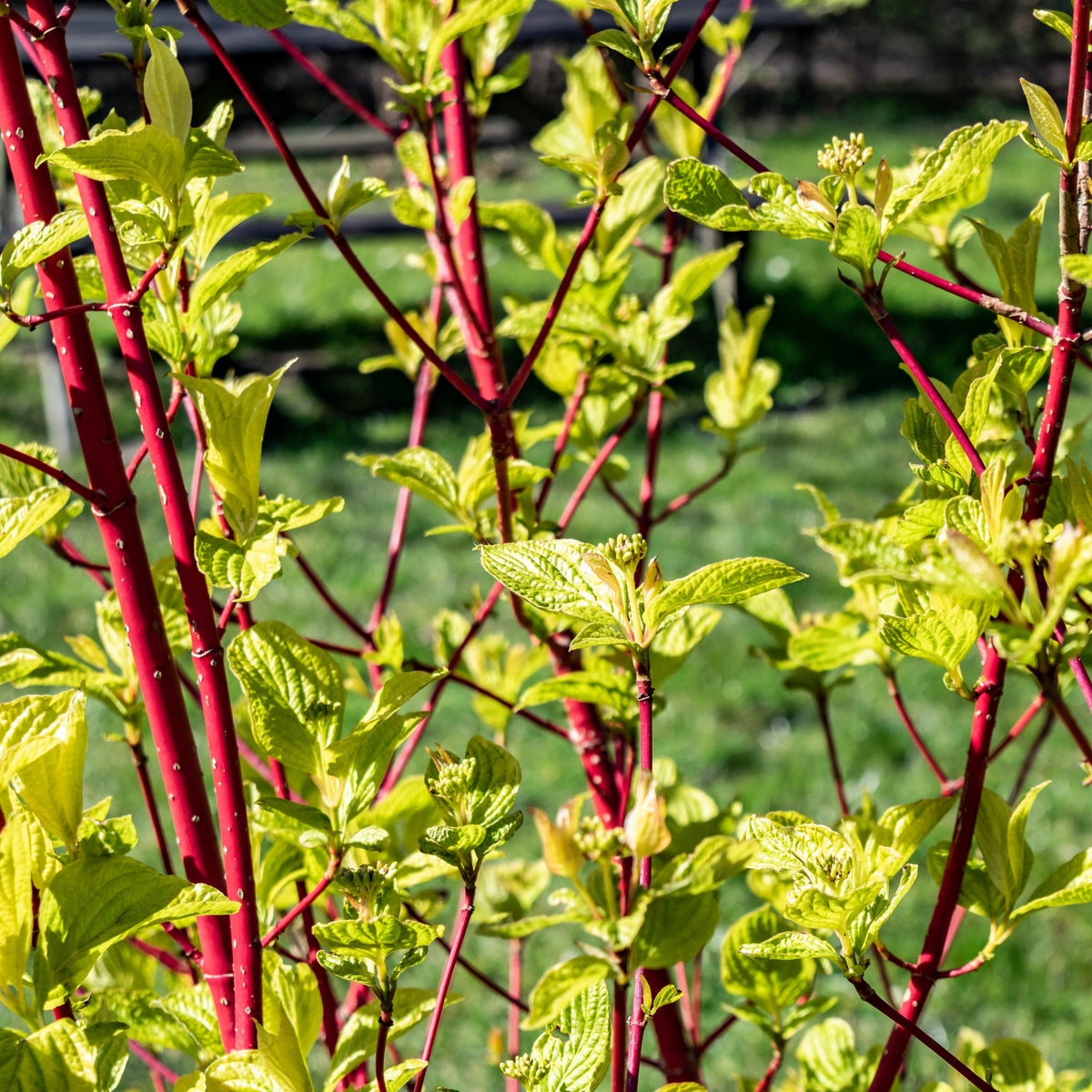 Cornouiller à bois rouge Sibirica - Cornus alba Sibirica - Bakker