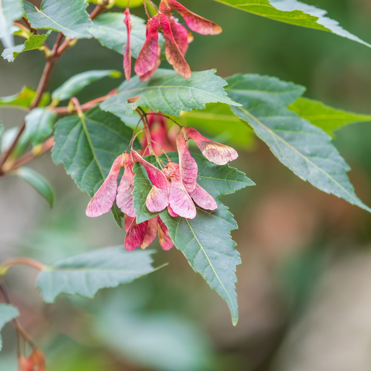 Vente Erable du fleuve Amour - Acer ginnala