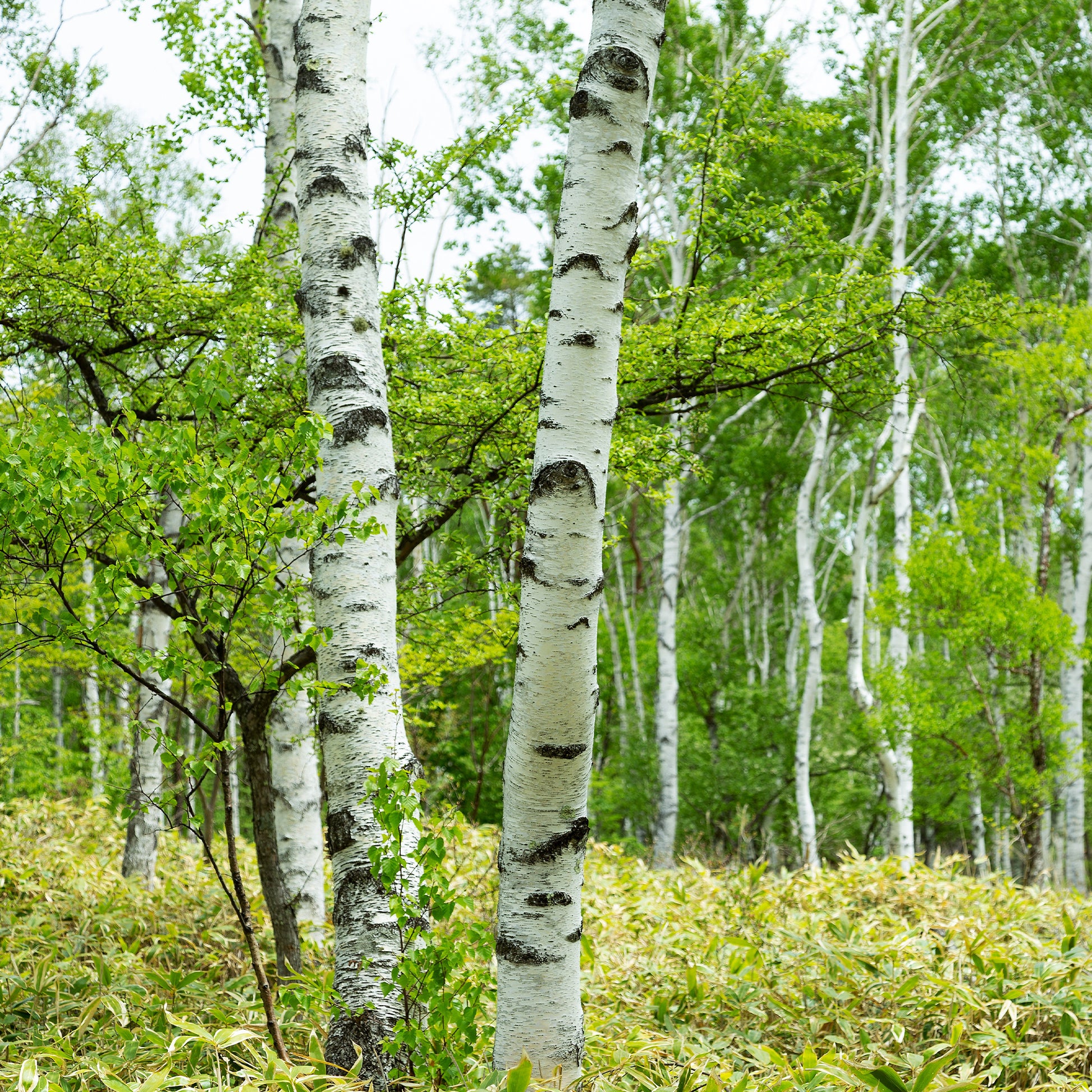 Bouleau commun - Bakker.com | France