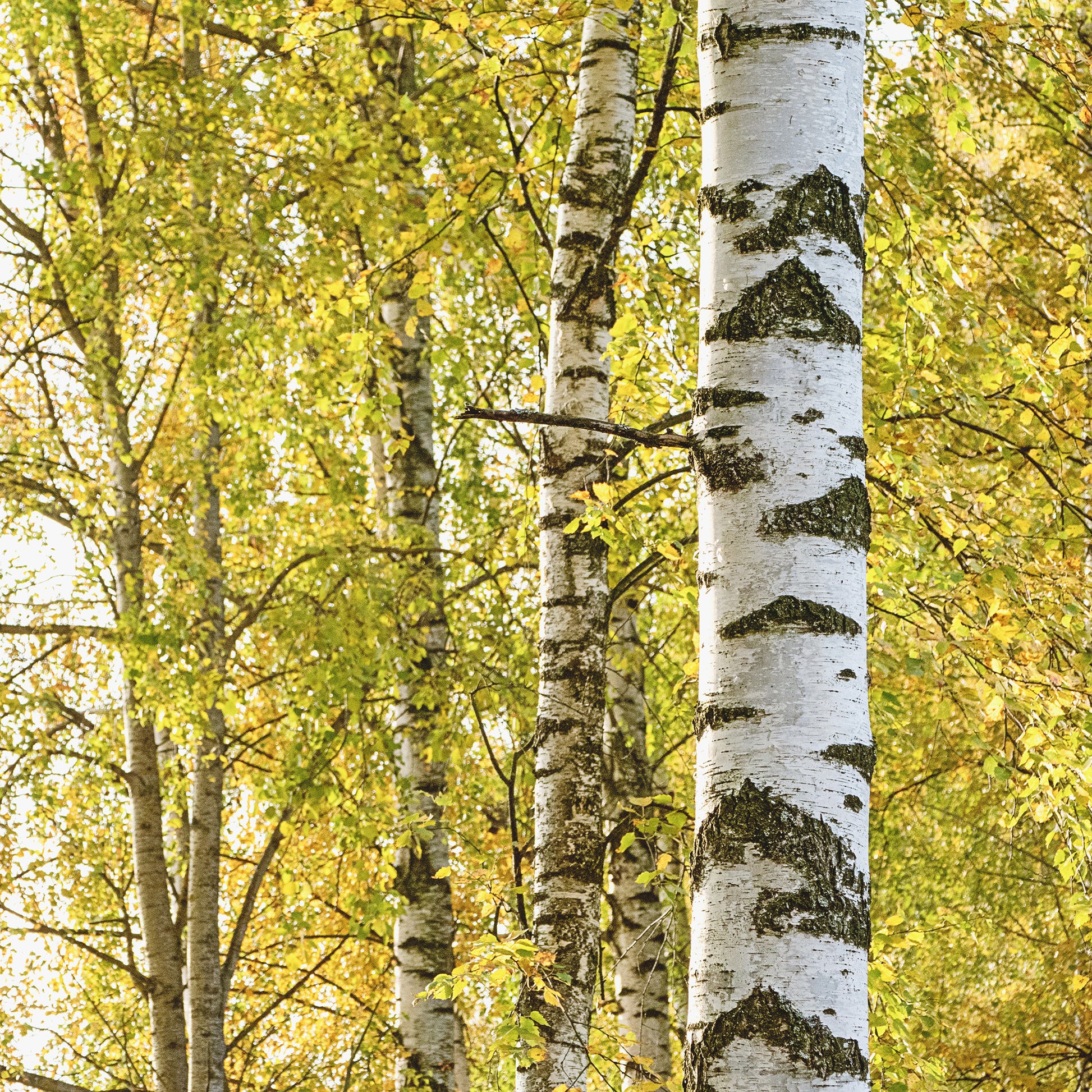 Bouleau commun - Bakker.com | France