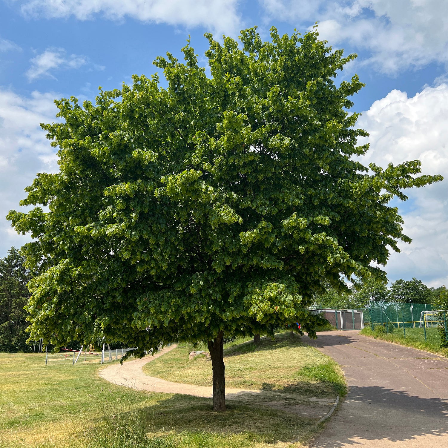 Carpinus betulus - Charme commun