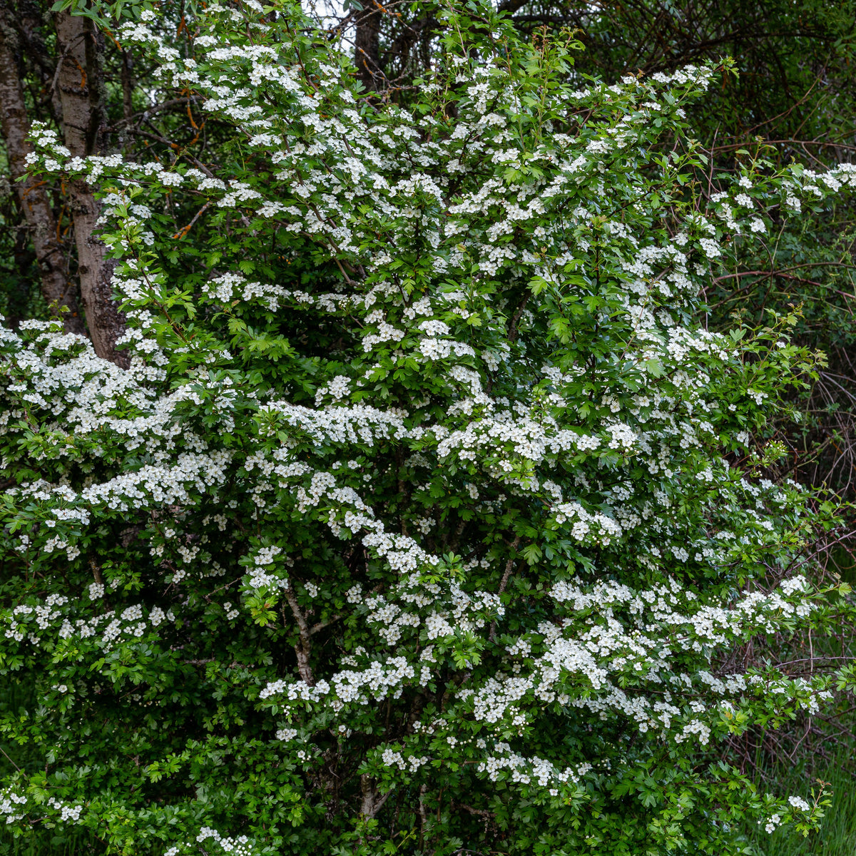 Aubépine - Crataegus monogyna - Bakker