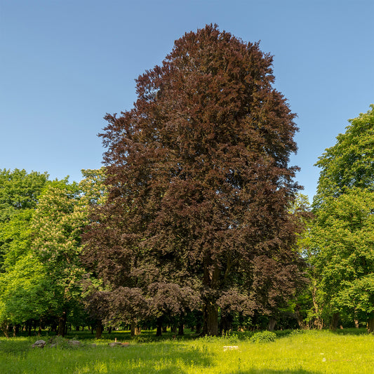 Hêtre pourpre - Bakker