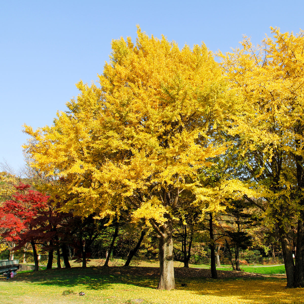 Arbustes fleuris - Arbre aux 40 écus - Ginkgo biloba - Ginkgo biloba
