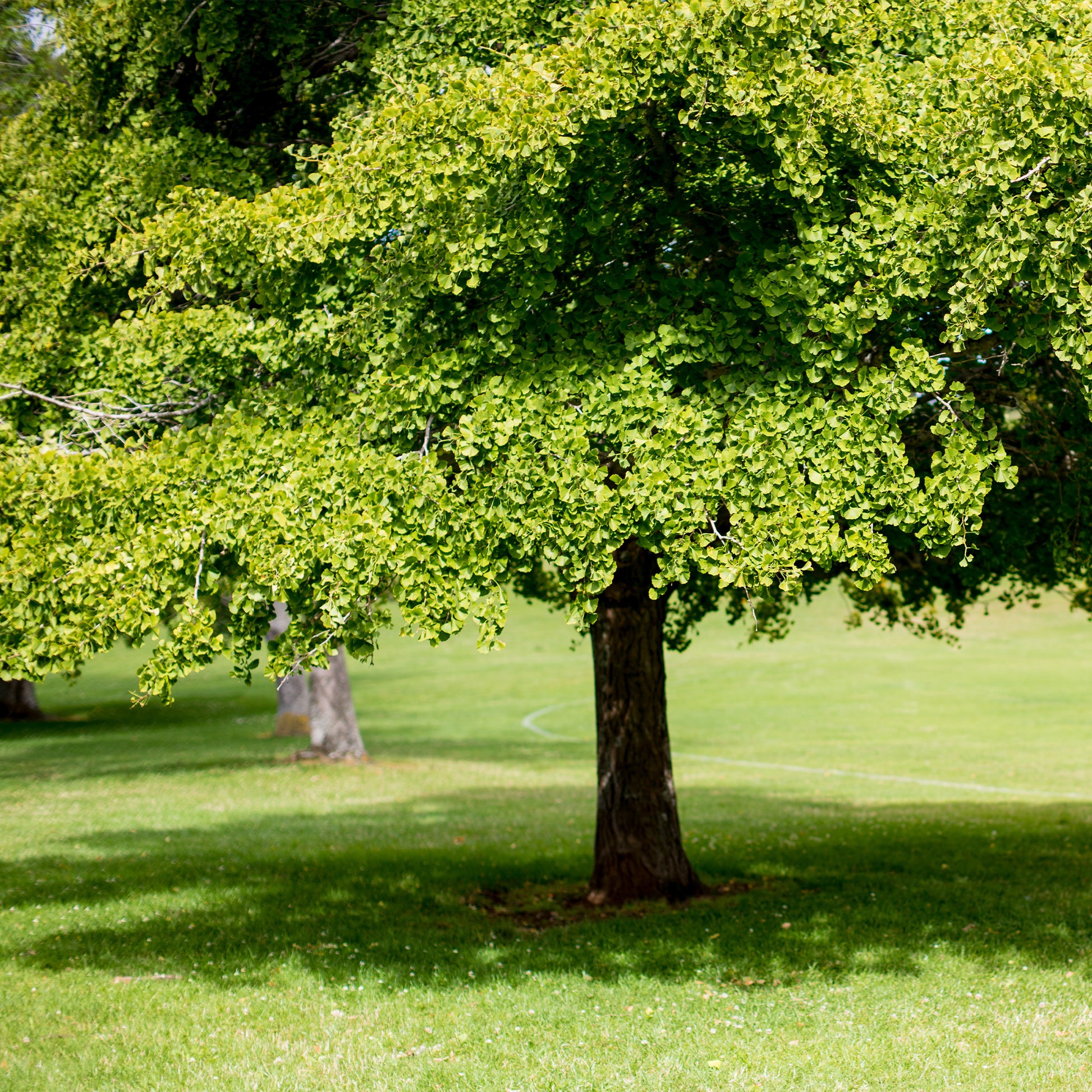 Bakker - Arbre aux 40 écus - Ginkgo biloba - Arbustes et vivaces