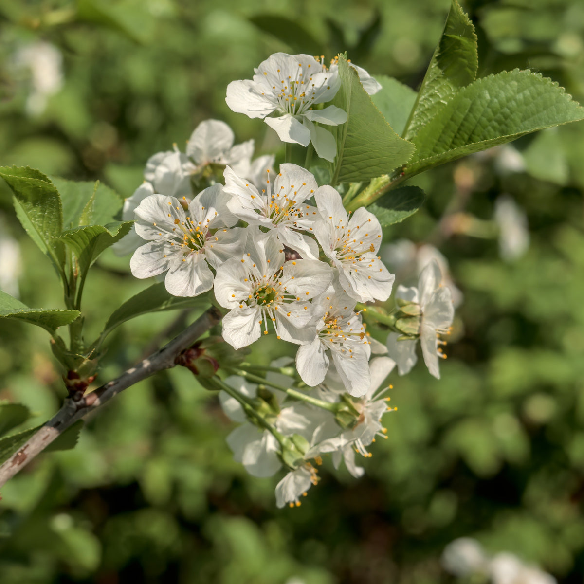 Arbres fleuris - Merisier des oiseaux - Prunus avium