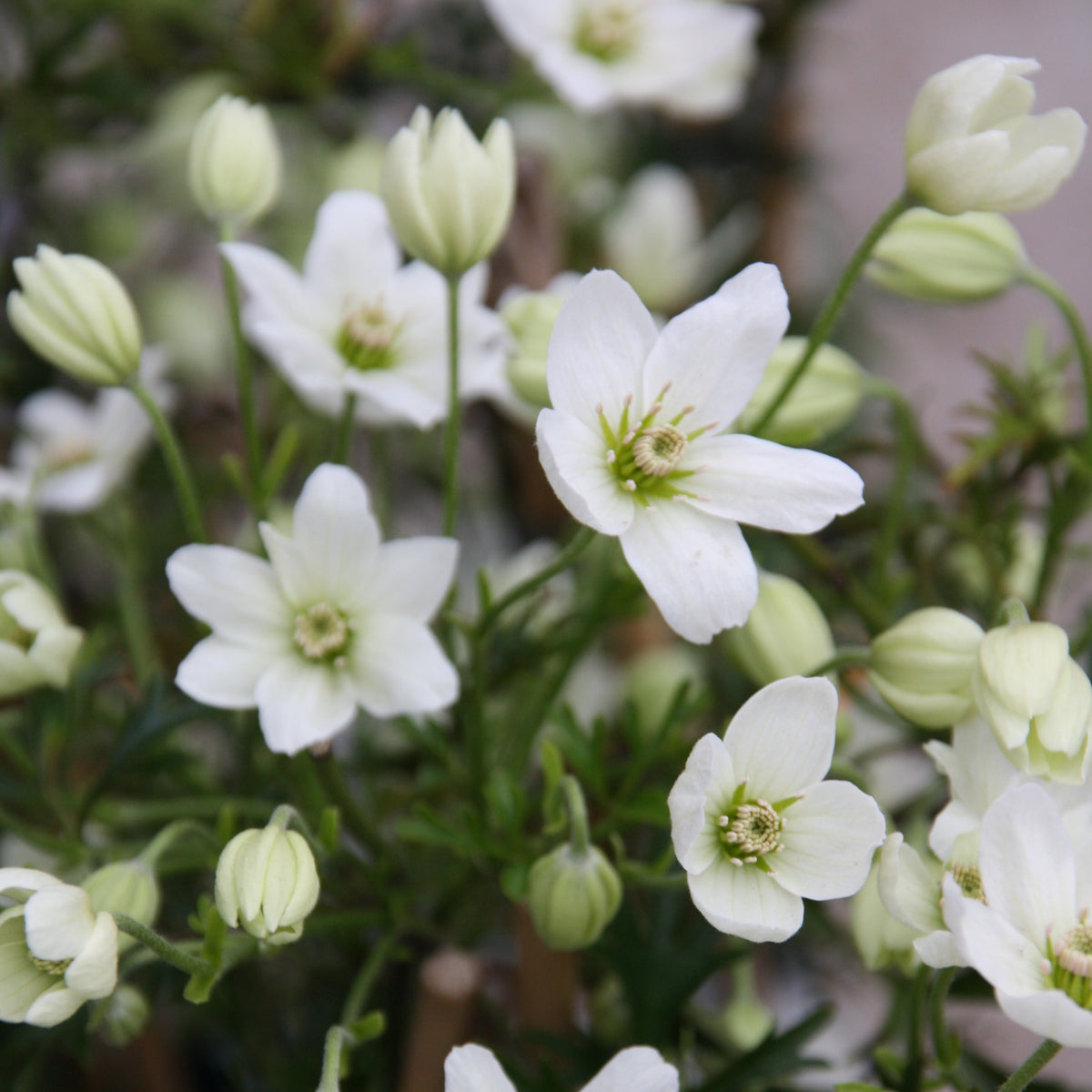 Clematis Early Sensation - Clématite Early Sensation - Clématite