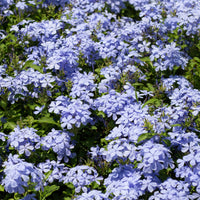 Plumbago auriculata - Plumbago - Plantes de terrasses et balcons