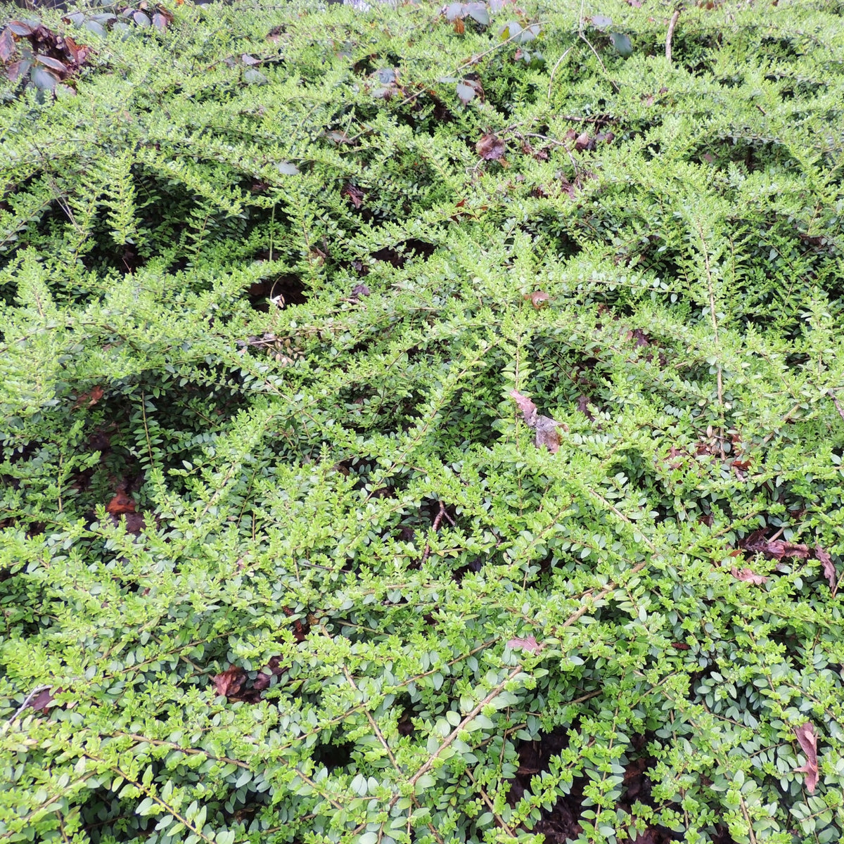 Lonicera pileata - Chèvrefeuille à cupule - Plantes à feuillage persistant