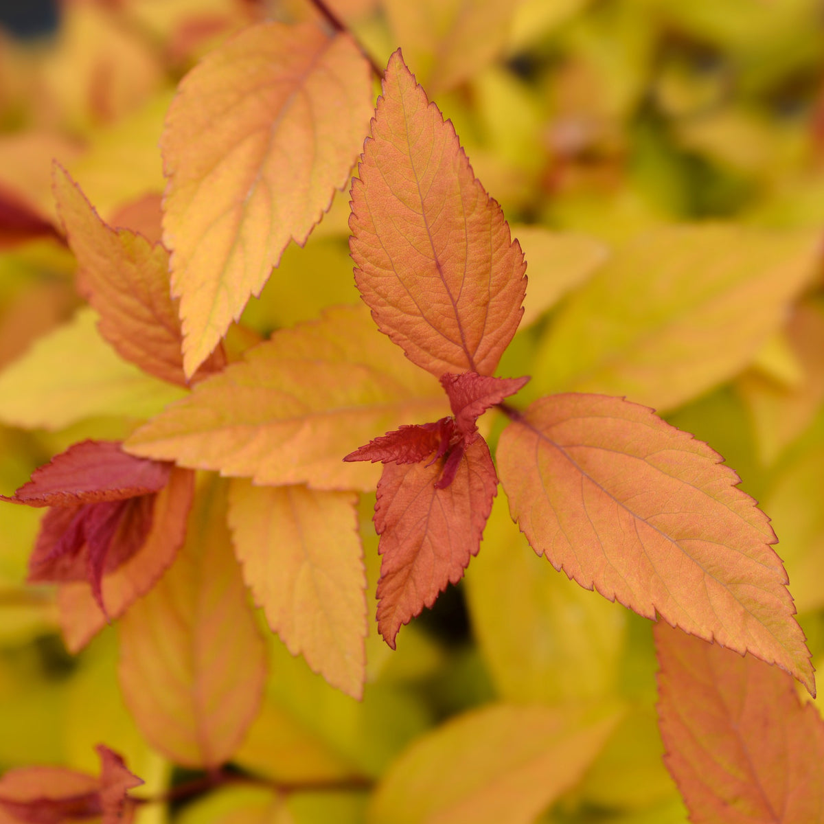 Spirées - Spirée du Japon Firelight - Spiraea japonica Firelight