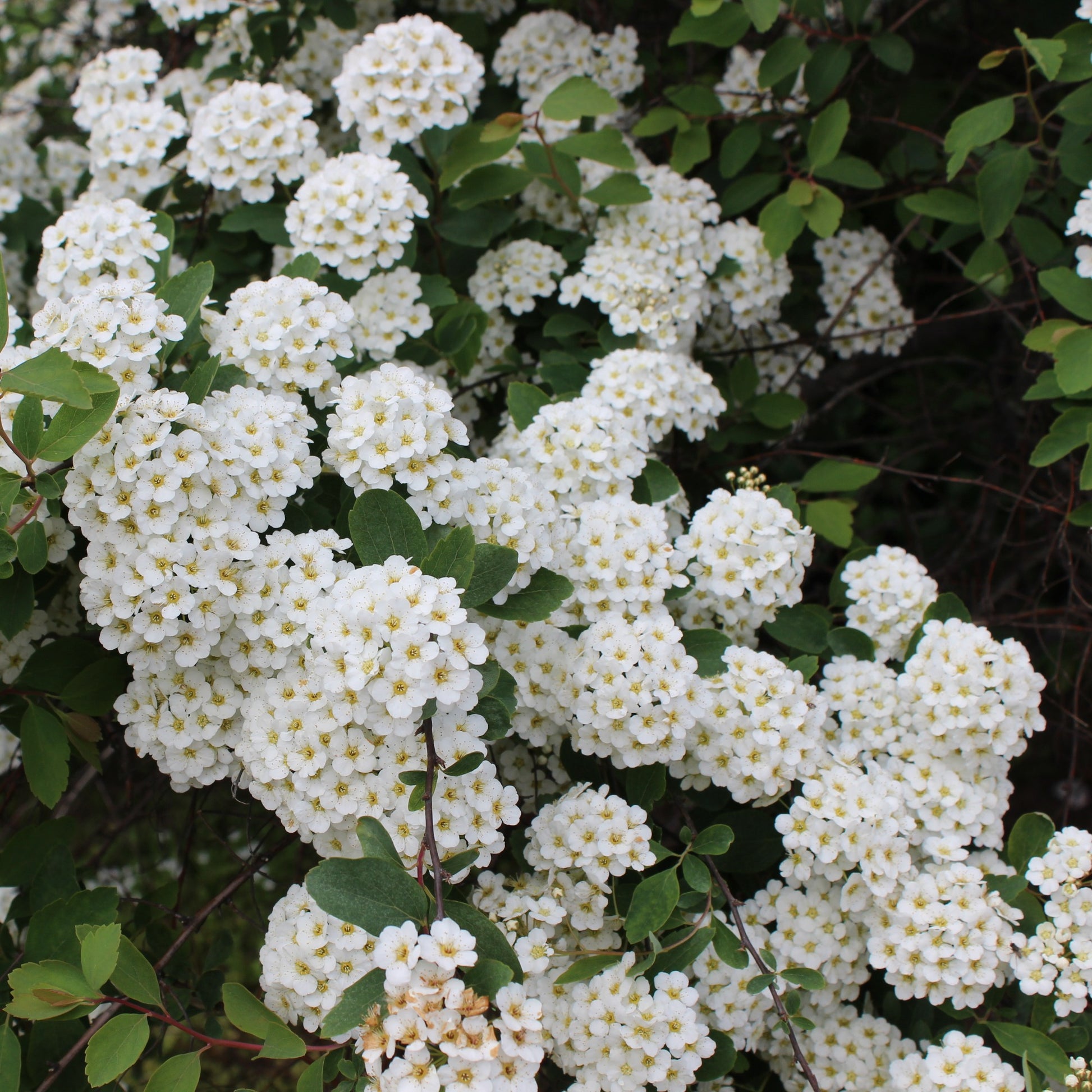 Spiraea vanhouttei - Spirée de vanhoutte - Spirées