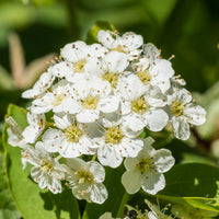 Vente Spirée de vanhoutte - Spiraea vanhouttei