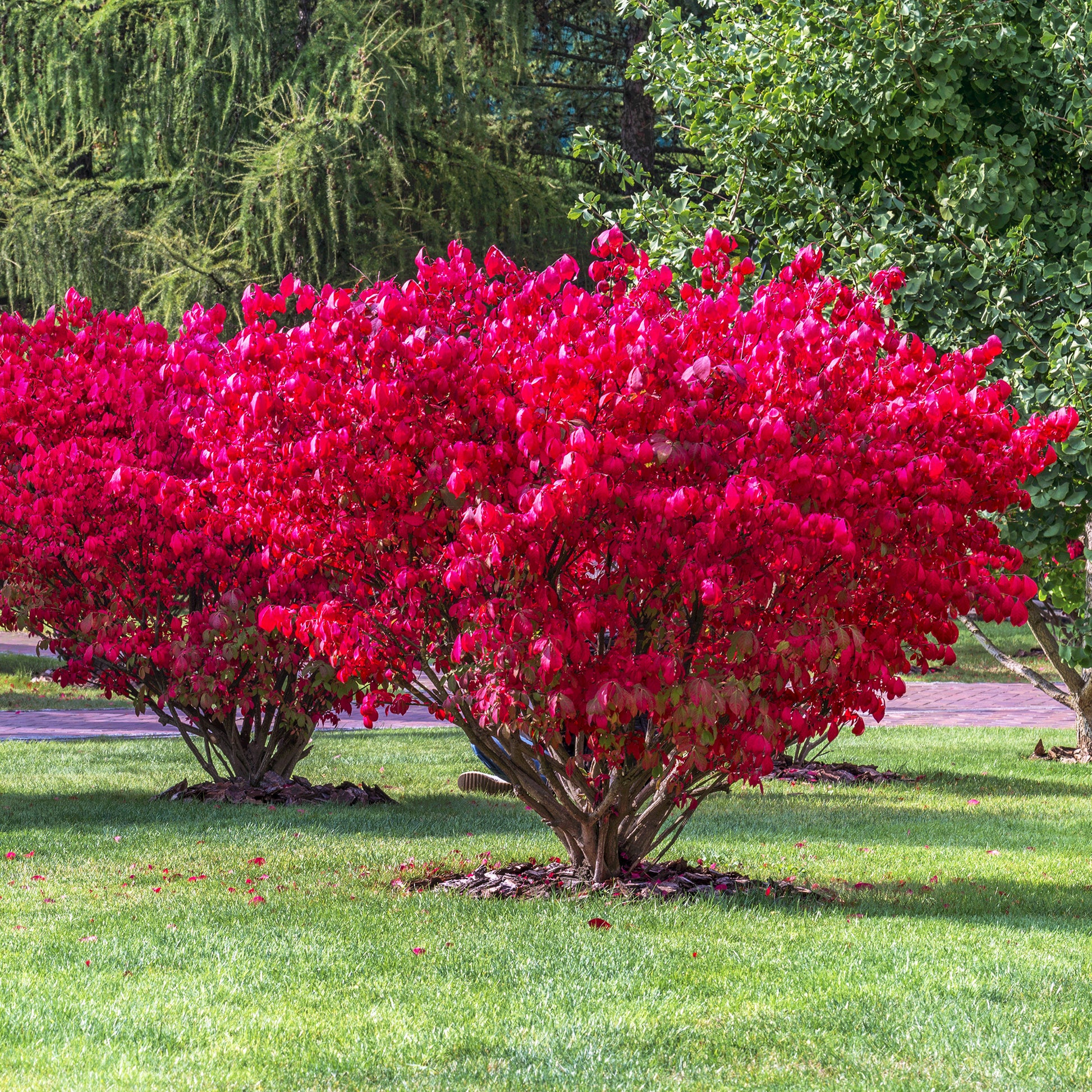 Arbustes - Fusain ailé Compactus - Euonymus alatus Compactus