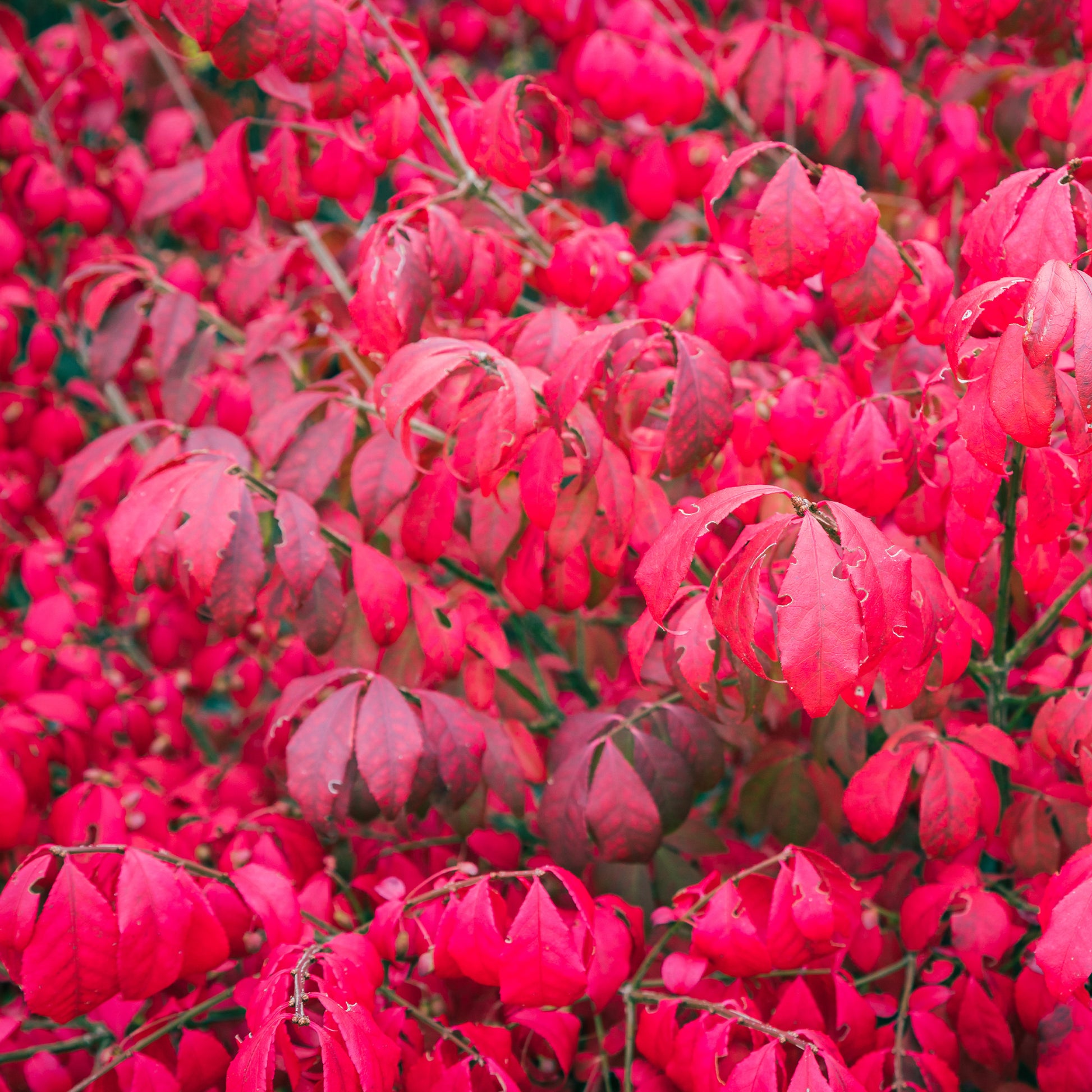 Euonymus alatus Compactus - Fusain ailé Compactus - Arbustes